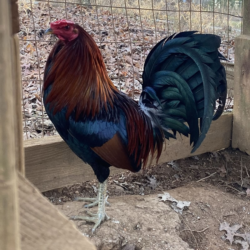 Best hatch gamefowl breeder bapmovement