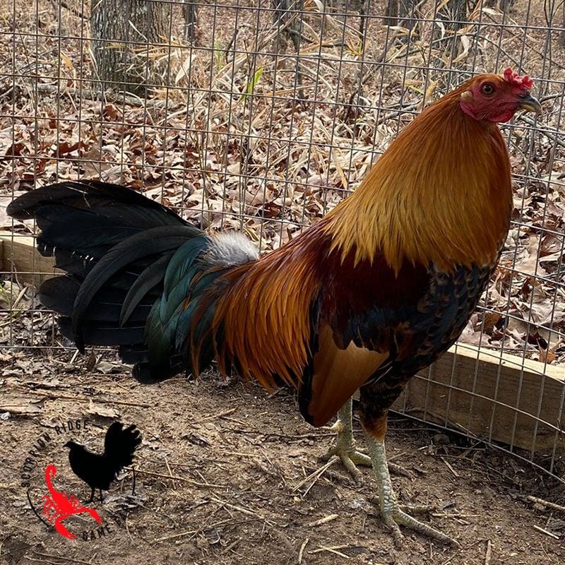 Georgia gamefowl pure Chet