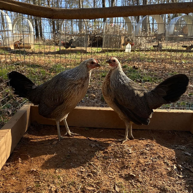 pure hack lauderdale grey pullets gamefowl