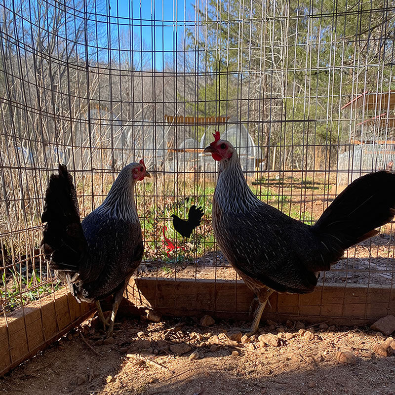 hack lauderdale grey gamefowl pullets for sale