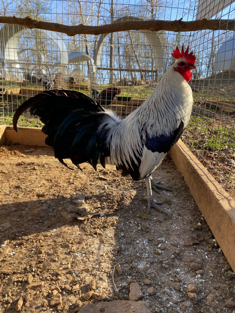 pure hack lauderdale regular grey gamefowl