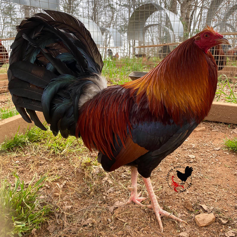 kelso cock gamefowl scorpion ridge gamefarm