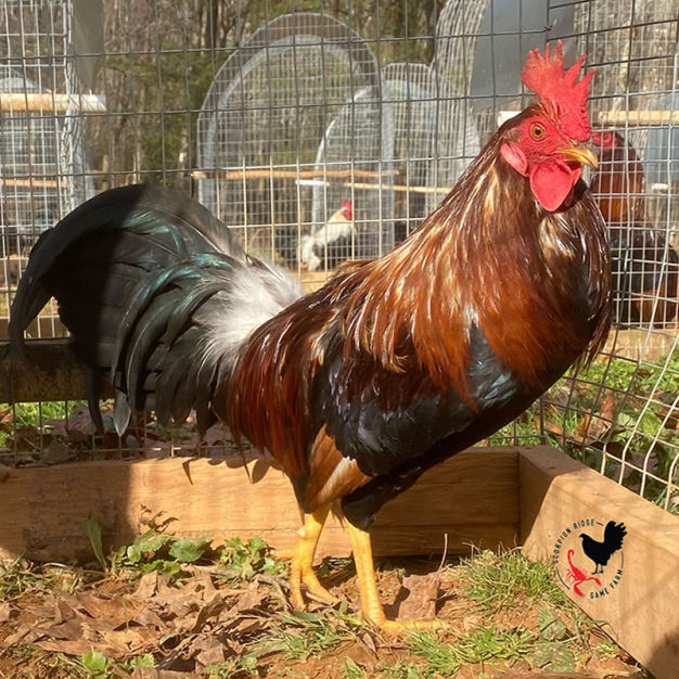 gamefowl kelso pure scorpion ridge gamefarm