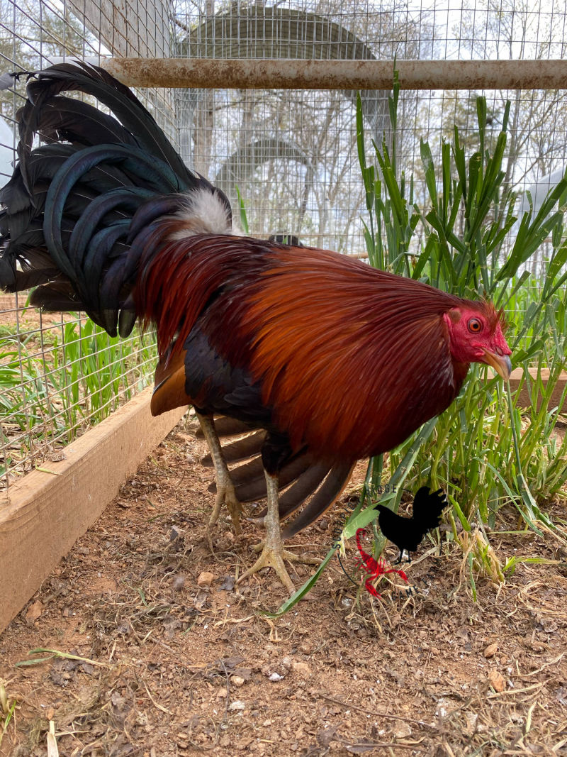 McLean hatch broodcock curtis blackwell