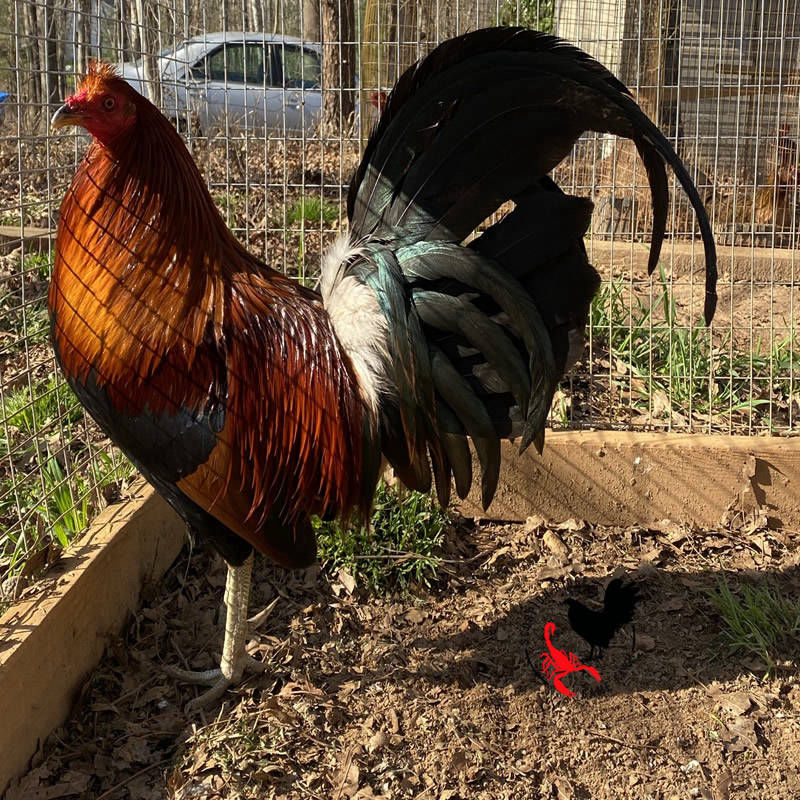 mclean hatch cock gamefowl farm scorpion ridge