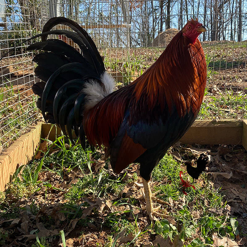 mclean hatch cock gamefowl scorpion ridge gamefarm