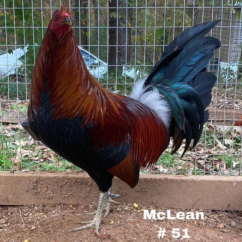 McLean Hatch Rooster tag 51