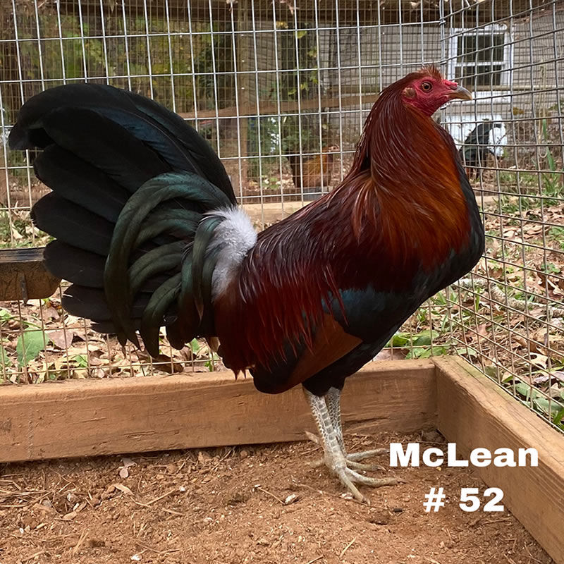 mclean hatch rooster tag 52