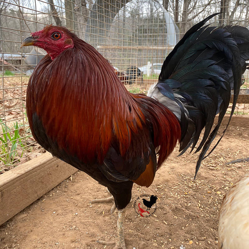 penny hatch cock gamefowl scorpion ridge gamefarm