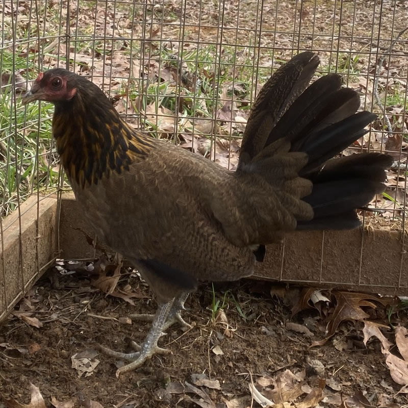 penny hatch hen double spur