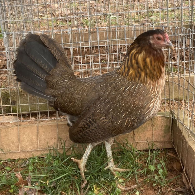 pure penny hatch hen