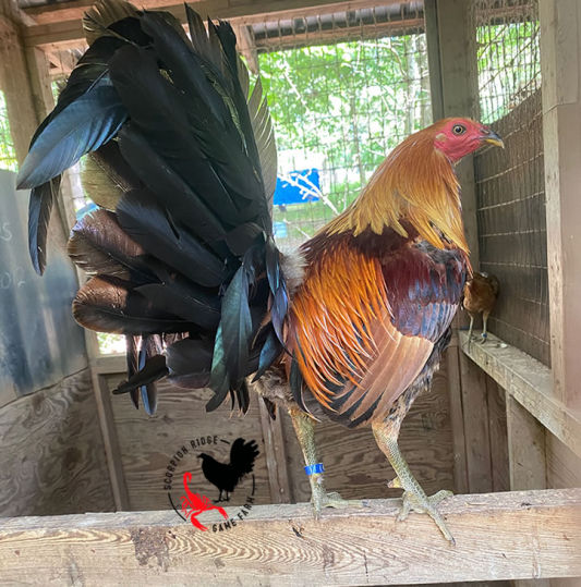 pure chet broodcock gamefowl scorpion ridge gamefarm