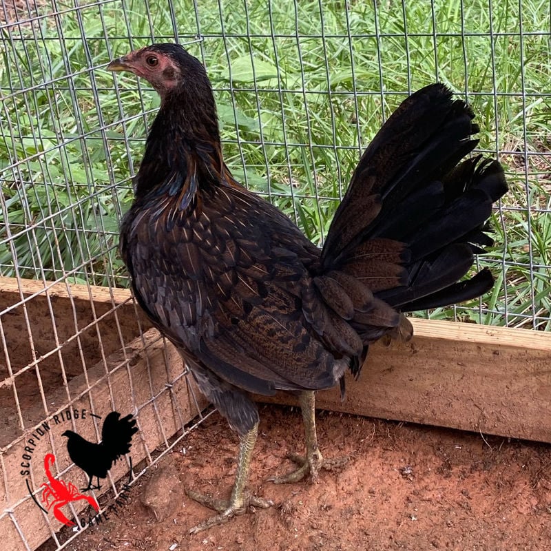 Billy Ruble hatch broodpullet hen