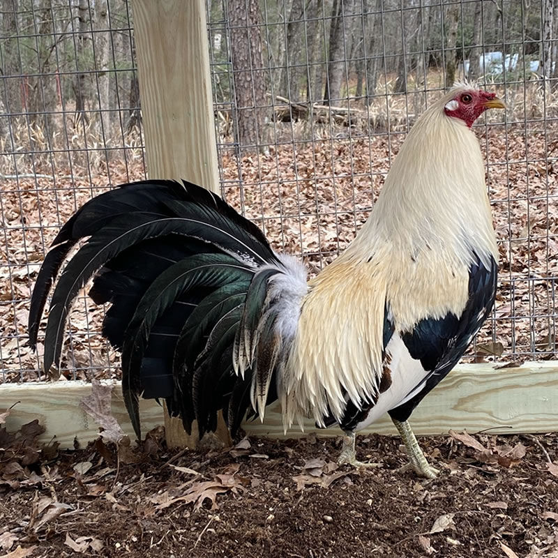 Shorty Bullock Grey broodcock