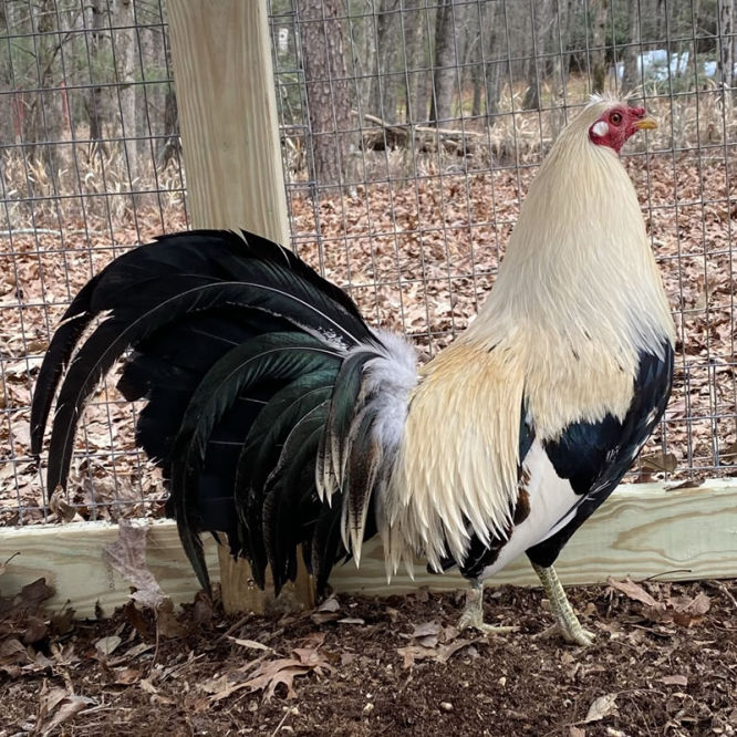 Shorty Bullock Grey gamefowl broodcock