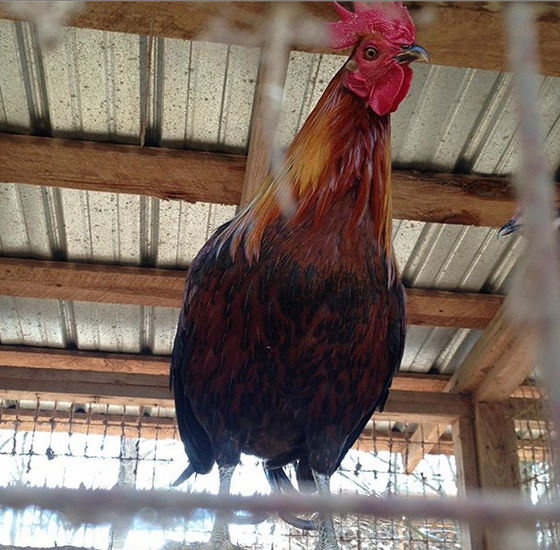 Gamefowl wingate brown red 