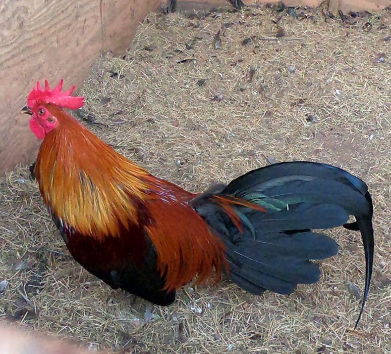 wingate brown red broodcock