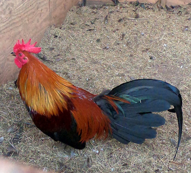 Wingate brown red broodcock gamefowl